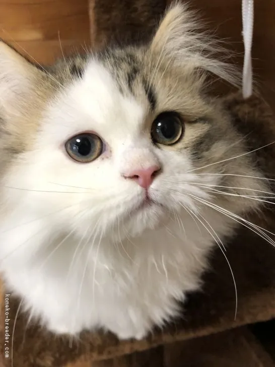 ロレーヌ 様のお迎えした子猫