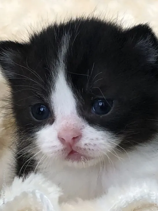 ID:1905-00221の子猫
