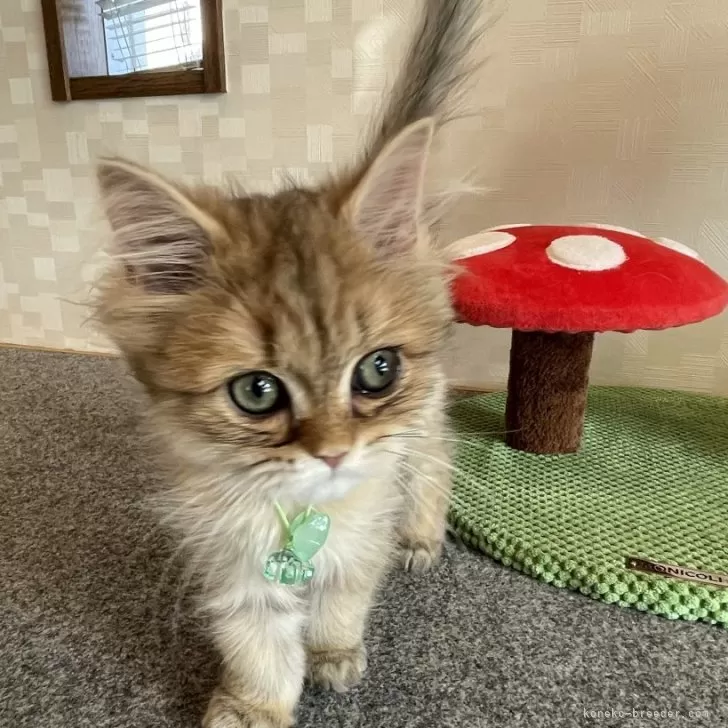 ID：2411-01384の子猫