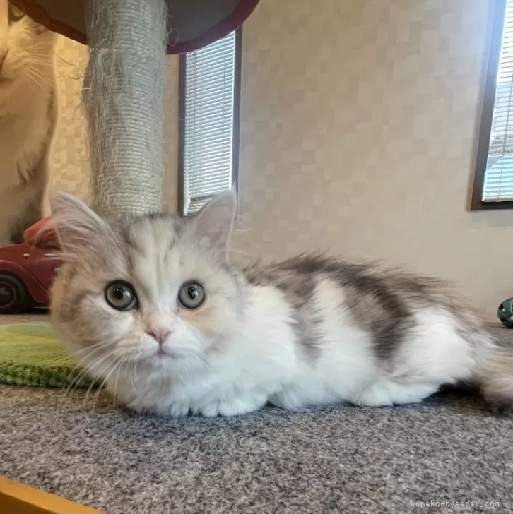 ID:2411-02530の子猫