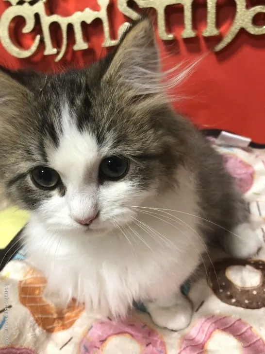 もち 様のお迎えした子猫