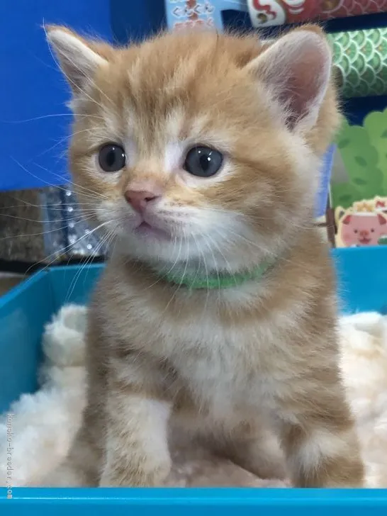 ID：1905-00677の子猫