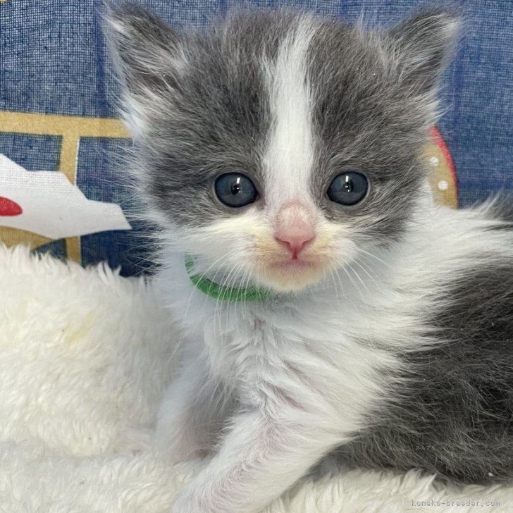 スコティッシュフォールド(立ち耳)【鳥取県・男の子・2024年4月
