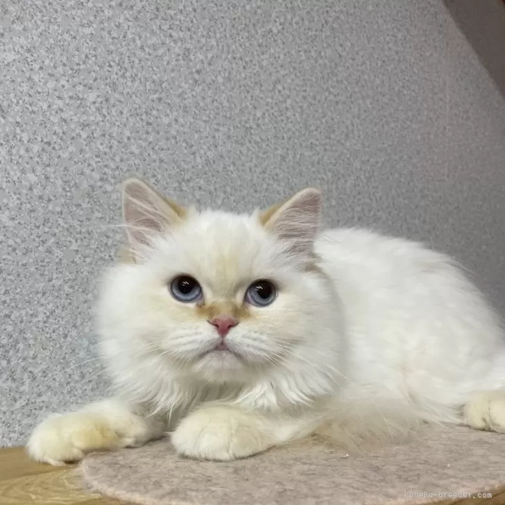 ID:2310-00300の子猫
