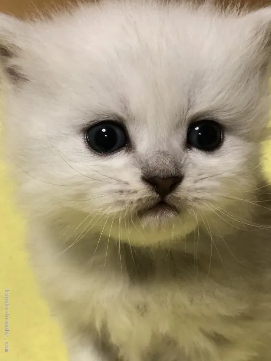 ID:1811-00884の子猫