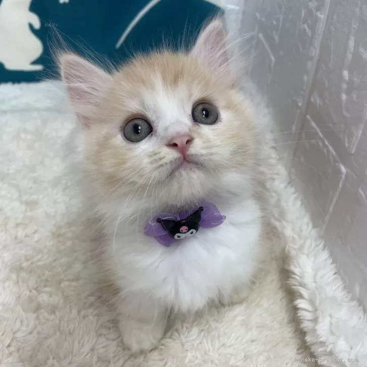 ID:2409-01786の子猫