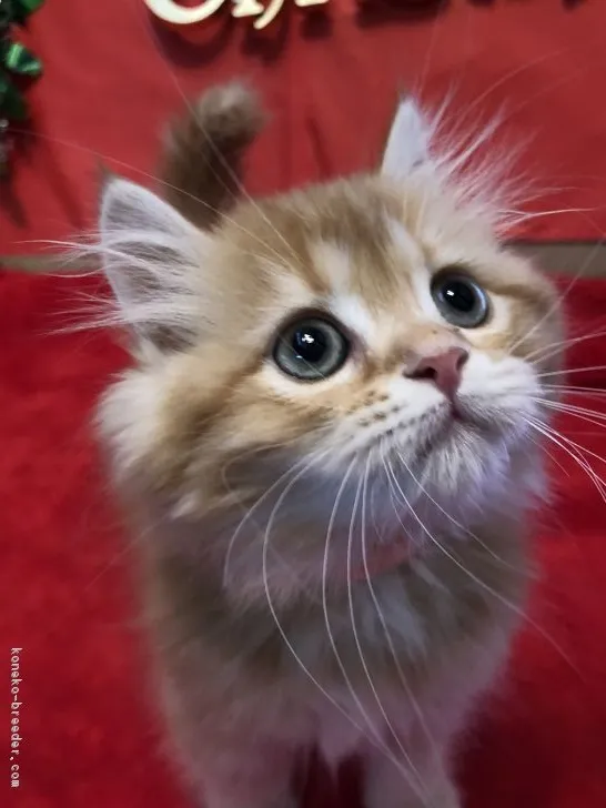 ID：1811-01359の子猫