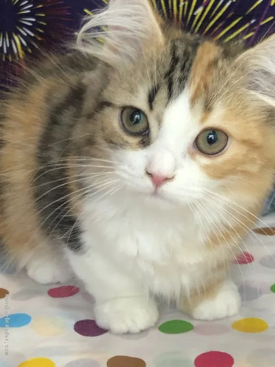 ID:1909-01605の子猫
