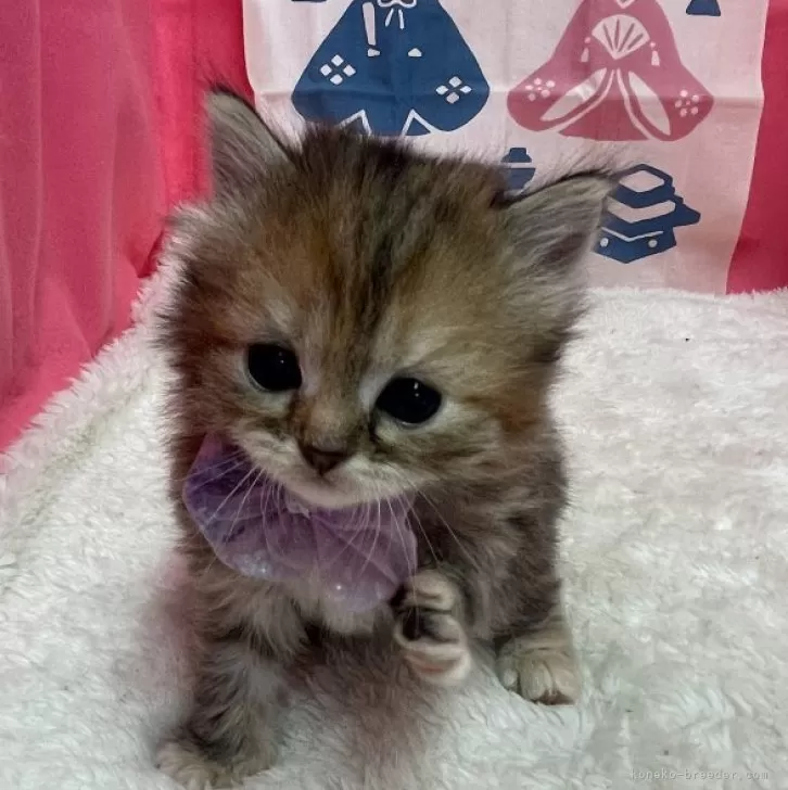 ID：2403-01979の子猫