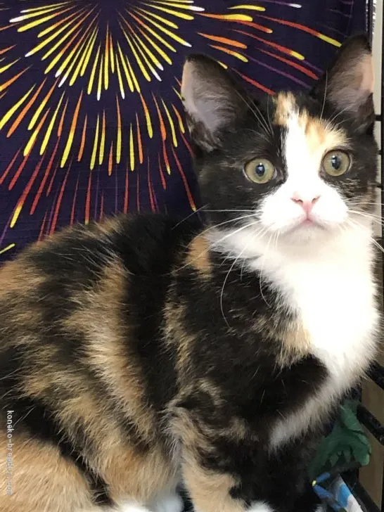 ID:1905-00218の子猫