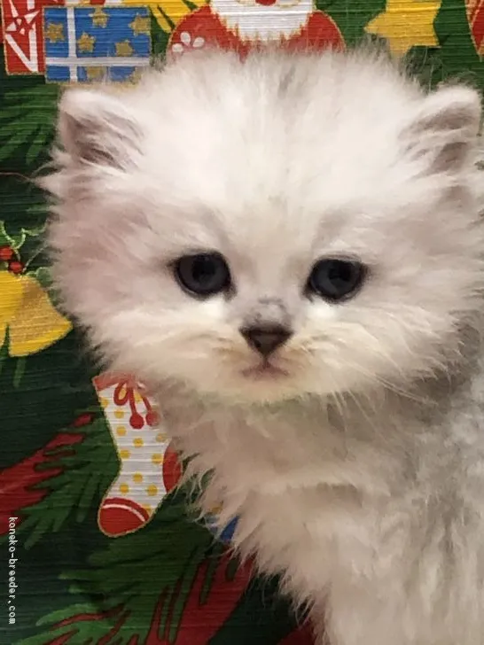 ID:1912-00164の子猫
