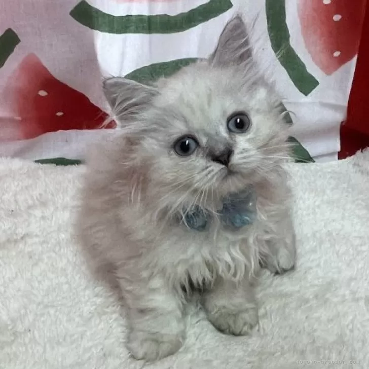 ID:2408-02567の子猫