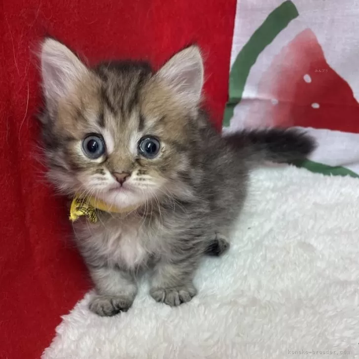 ID:2408-01496の子猫