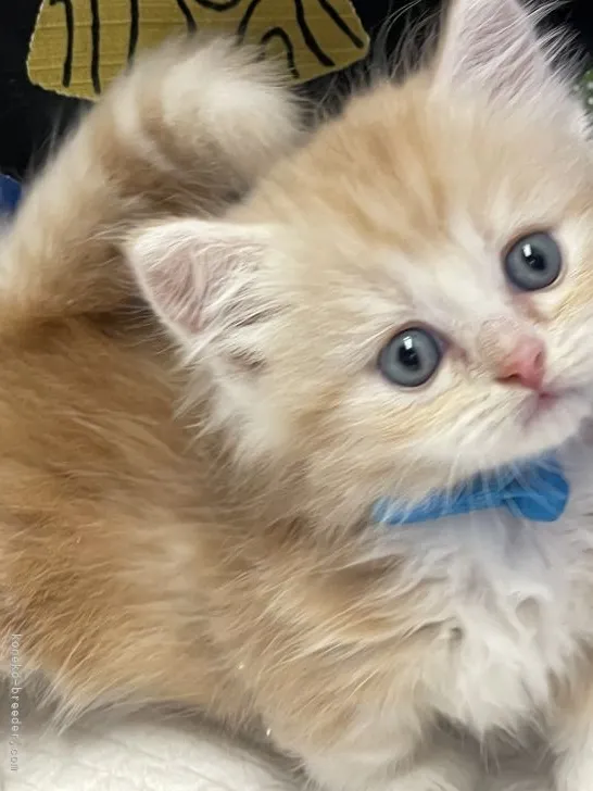 ID:2108-02473の子猫