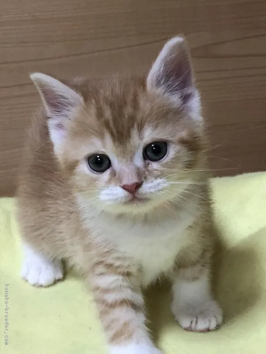 ID：1811-00552の子猫