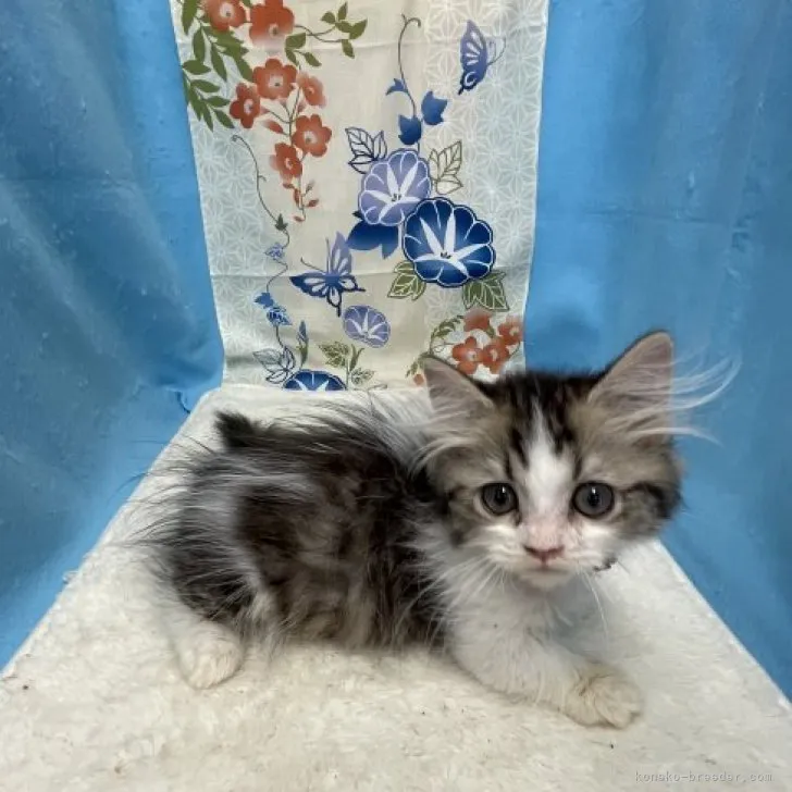 ID：2307-01622の子猫