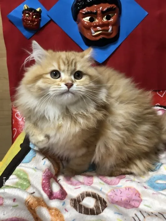 ID:1812-00399の子猫