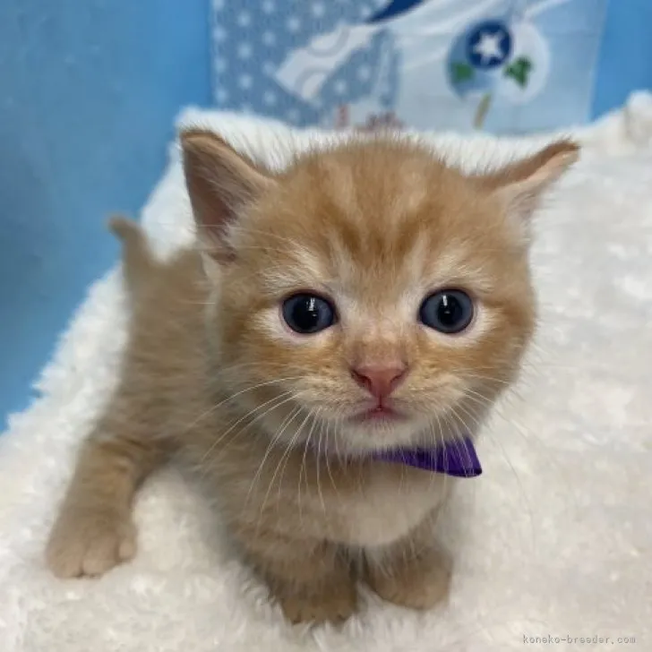 ID:2308-01825の子猫