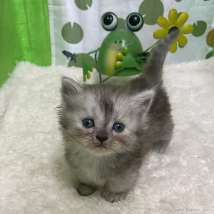 ID：2406-03426の子猫