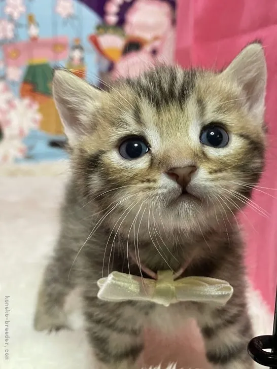 さや 様のお迎えした子猫