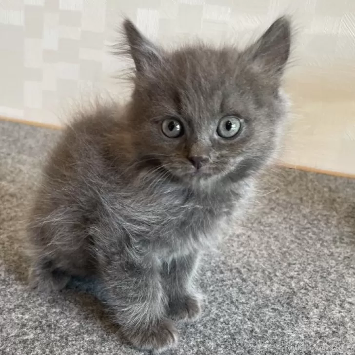 ID：2410-02747の子猫