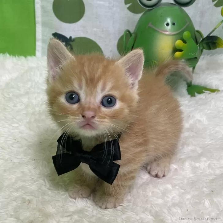 ID:2406-03642の子猫