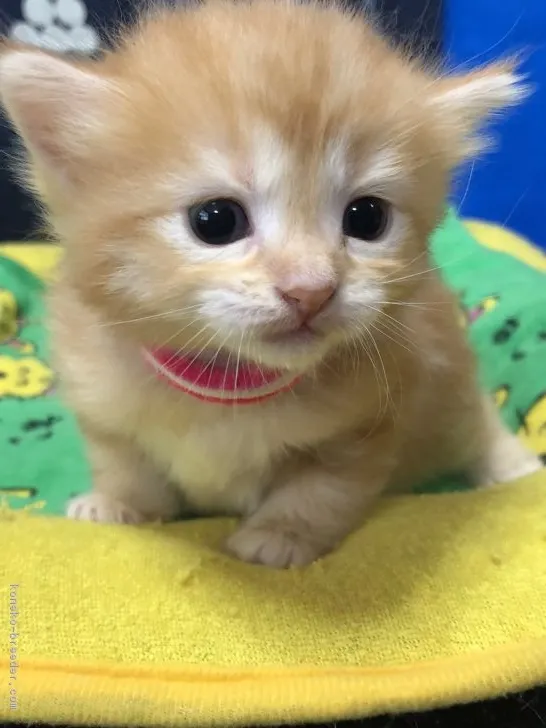 ID：1809-01245の子猫