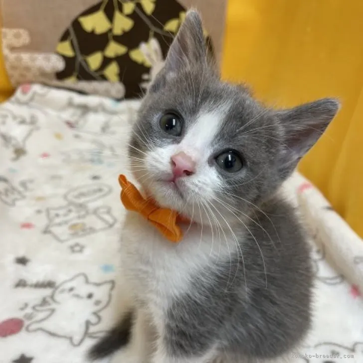 ID:2309-03158の子猫