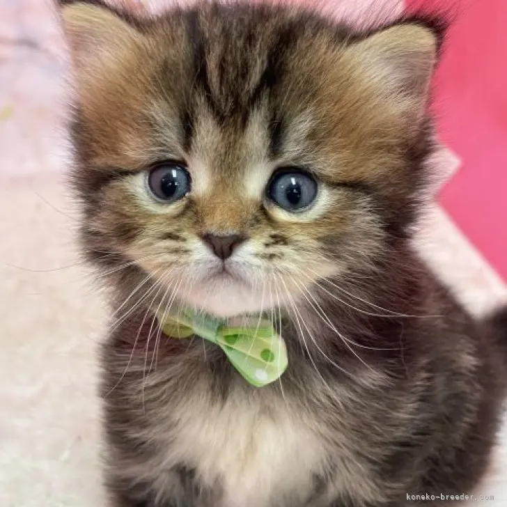 ID:2304-00438の子猫