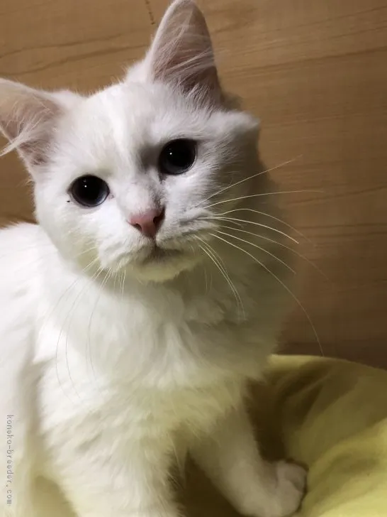 大山正光 様のお迎えした子猫