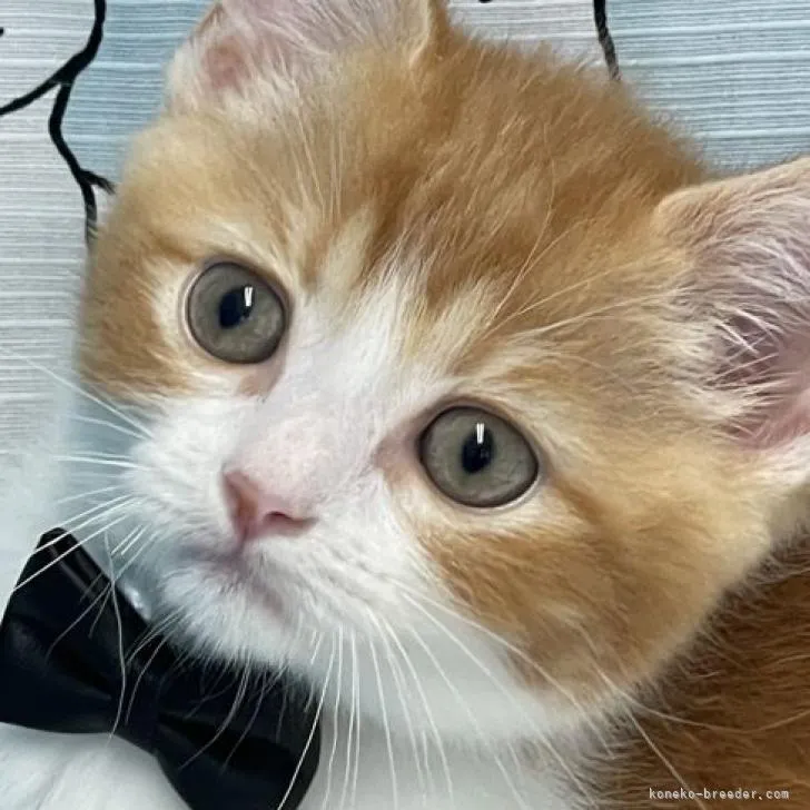 ID:2205-02959の子猫
