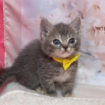 マンチカン(長足)【鳥取県・女の子・2023年3月12日・ブルークリーム（ショート）】の写真「ちょとシャイな女の子」