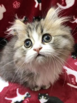 ミヌエット【鳥取県・女の子・2018年9月20日・ブラウンホワイト（ツルツルロング）】の写真「短足チョー美人さんです❤️私の顔を見て❤️」