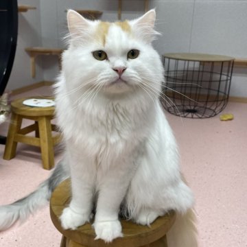 ミヌエット(長足)【鳥取県・男の子・2023年3月7日・レッドホワイト（ロング）】の写真「こぼれ落ちそうなお目々のイケメン君」