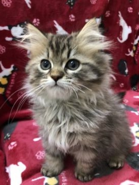 ミヌエット【鳥取県・男の子・2018年9月20日・ブラウンタビー（ロング）】の写真「パパ似のイケメンの長足君😻お安くなりました」