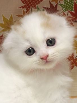 スコティッシュフォールド(折れ耳)【鳥取県・女の子・2019年9月28日・レッドホワイト（ロング）】の写真「11月27日まで募集」