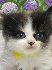 スコティッシュフォールド(立ち耳)【鳥取県・女の子・2021年5月19日・キャリコ】の写真1