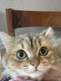 ミヌエット(長足)【鳥取県・男の子・2024年6月28日・チンチラゴールデン】の写真2