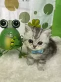 ミヌエット(短足)【鳥取県・男の子・2024年5月22日・チンチラシルバー】の写真3