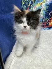 スコティッシュフォールド(立ち耳)【鳥取県・女の子・2021年5月19日・キャリコ】の写真4