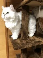 ペルシャ(チンチラ)【鳥取県・男の子・2018年10月15日・チンチラシルバー】の写真5