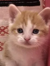 スコティッシュフォールド(立ち耳)【鳥取県・男の子・2020年2月11日・レッドホワイト】の写真5