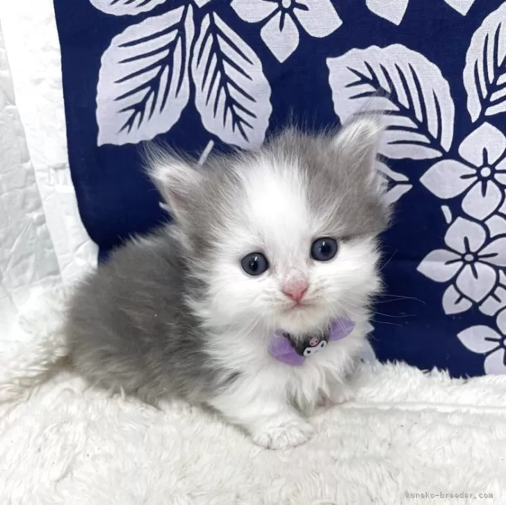 ミヌエット(短足)【鳥取県・男の子・2025年5月5日・ブルーホワイト】の写真1