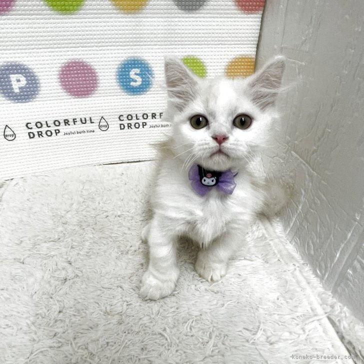 ブリーダー画像