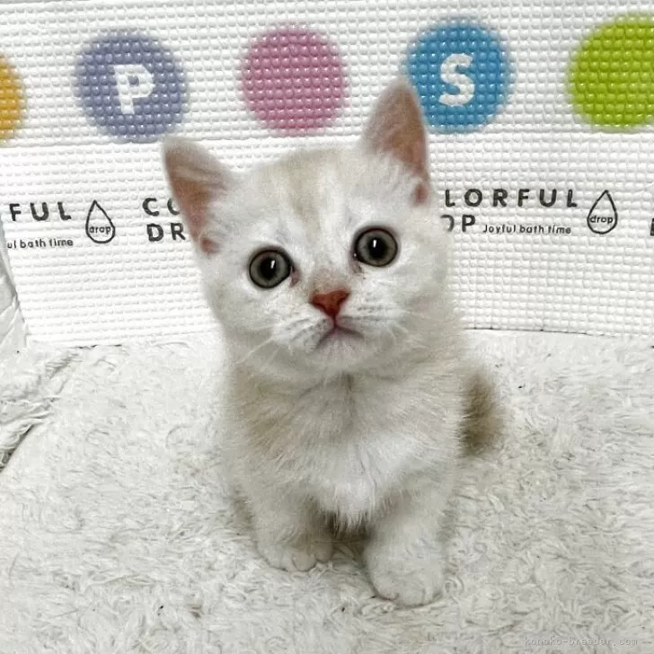 ID：2510-00406の子猫