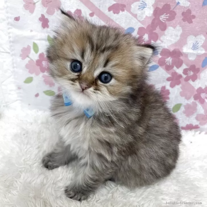 ID：2505-00265の子猫