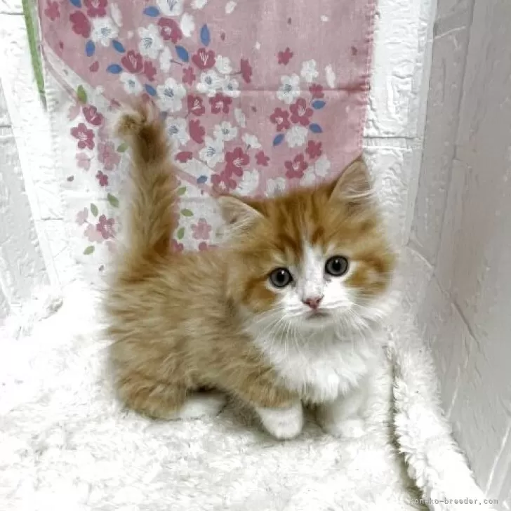ID：2504-02096の子猫