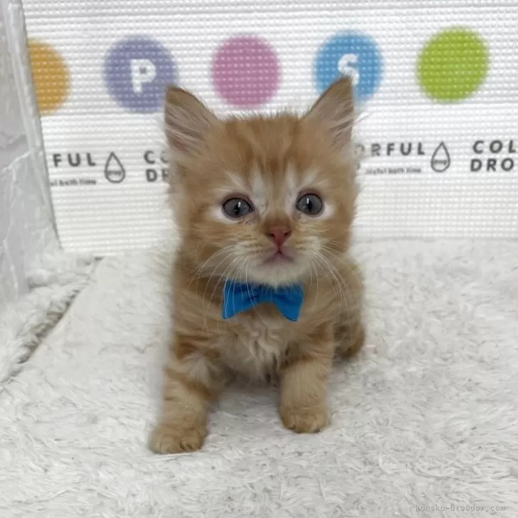 マンチカン(長足)【鳥取県・男の子・2025年6月26日・レッドタビー】の写真1