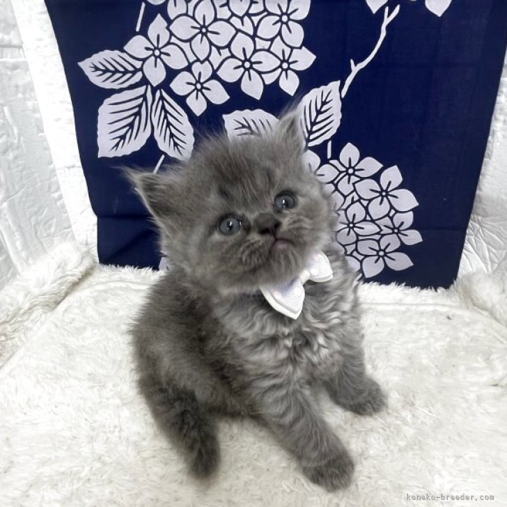 ブリーダー画像