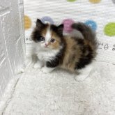 ミヌエット(短足)